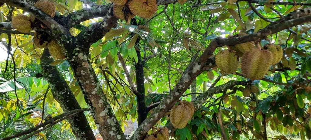 durian