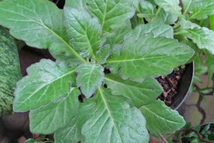 daun dewa