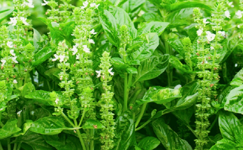 daun kemangi