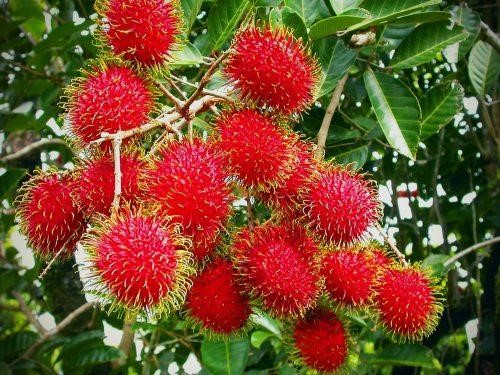 rambutan