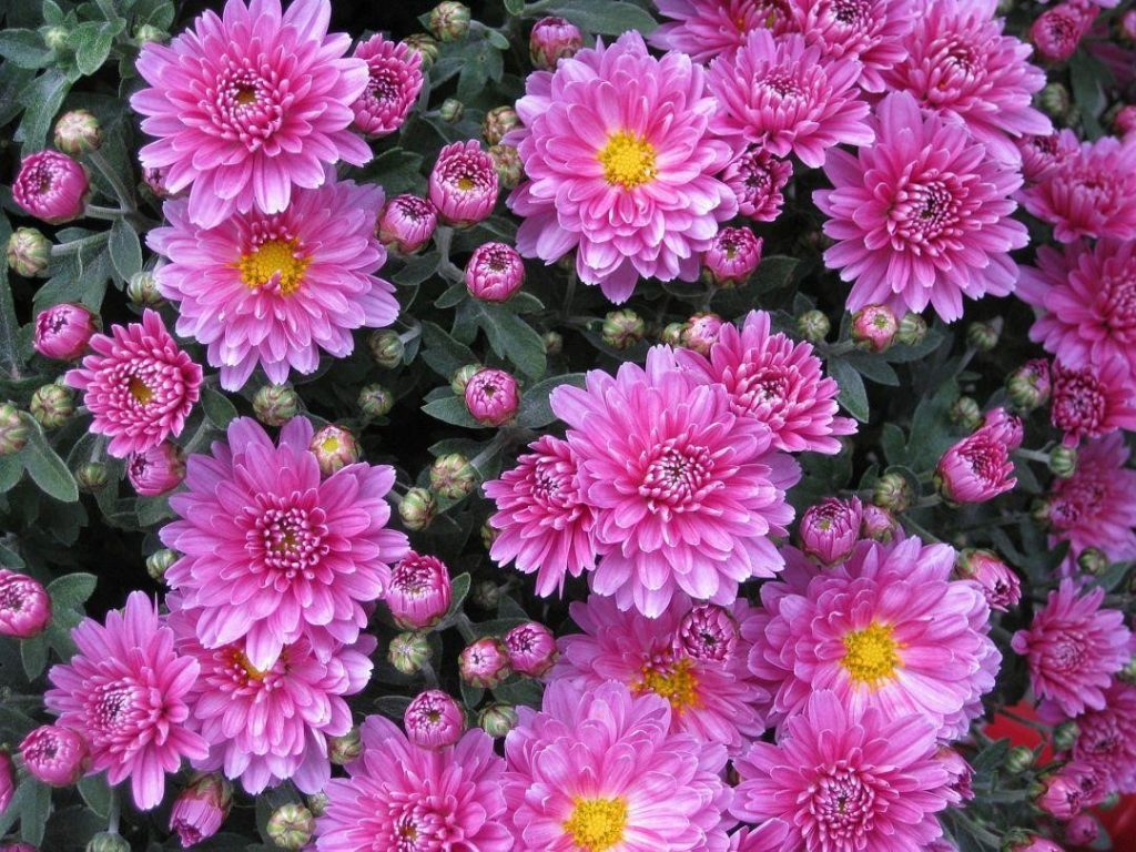 bunga aster