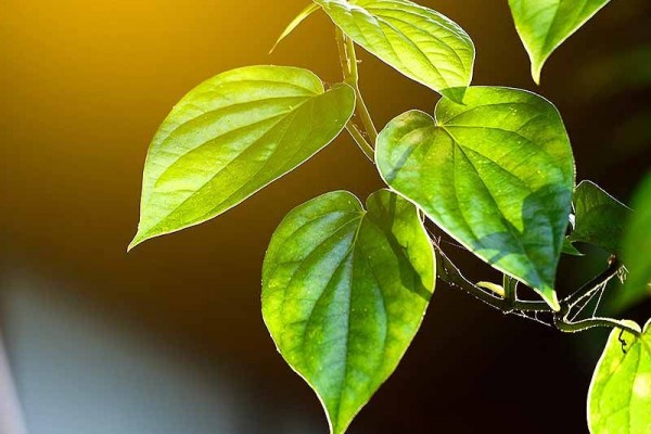 daun sirih